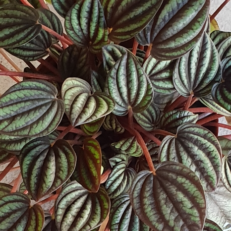 Plant image Peperomia 'Piccolo Banda'