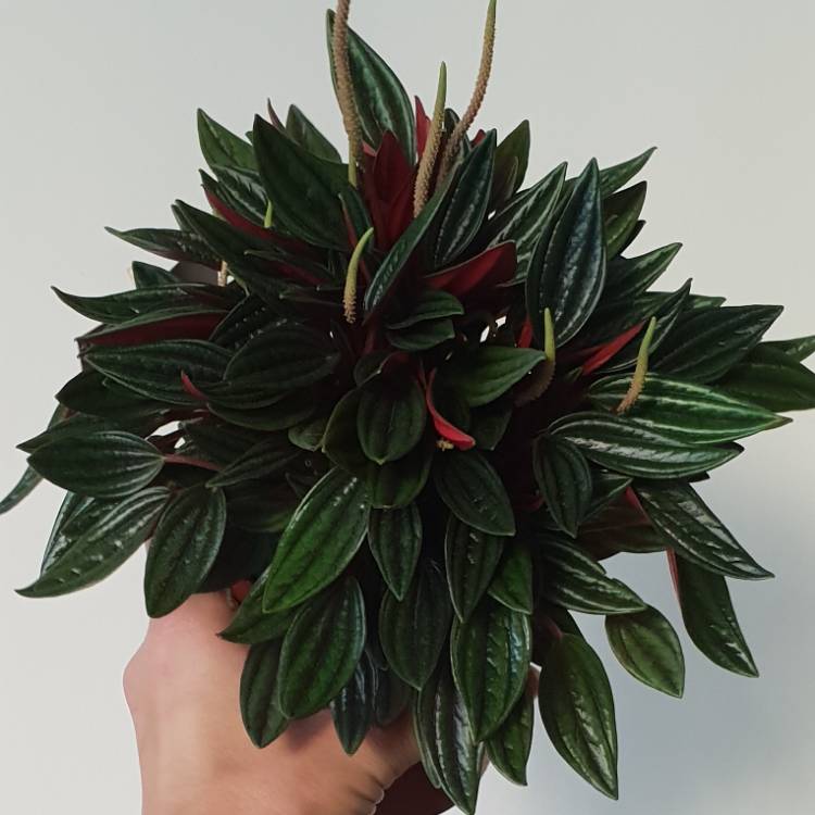 Plant image Peperomia caperata 'Rosso'