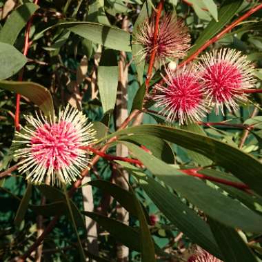 Hakea laurina