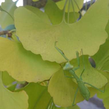 Ginkgo biloba