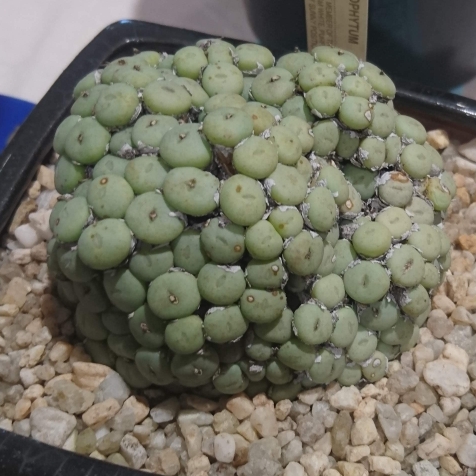 Plant image Conophytum bilobum syn. Derenbergia biloba, Mesembryanthemum bilobum