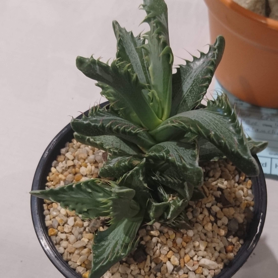 Plant image Faucaria tigrina variegata