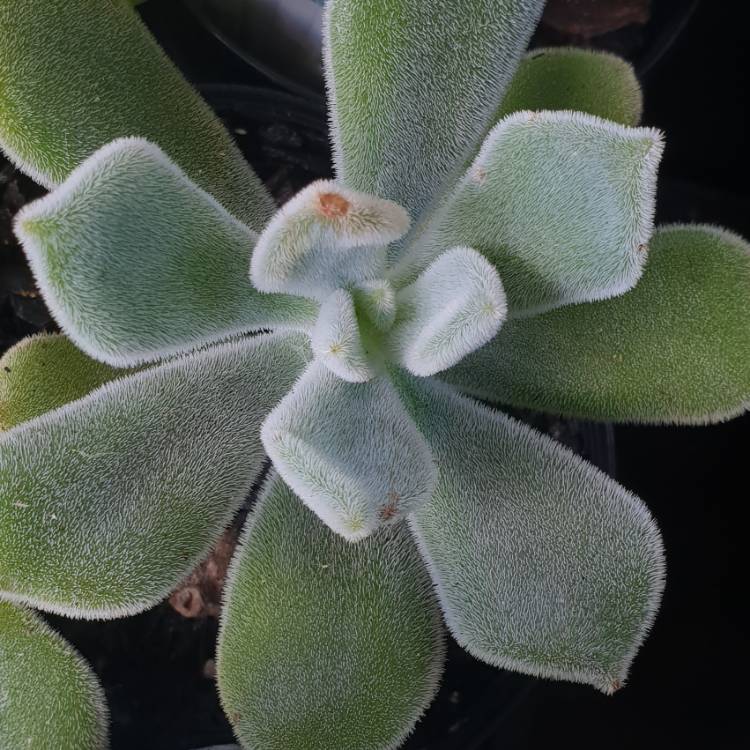 Plant image Echeveria Leucotricha