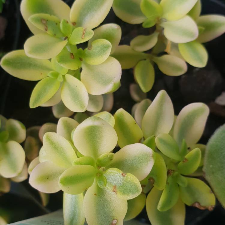 Plant image Crassula Volkensii f. Variegata