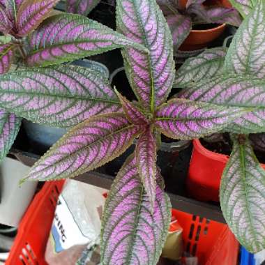 Strobilanthes dyeriana 'Persian Shield'