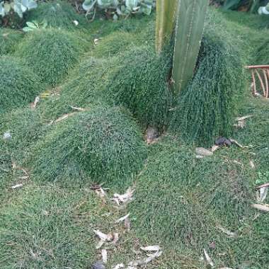 Casuarina glauca