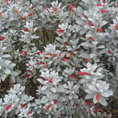 Eremophila