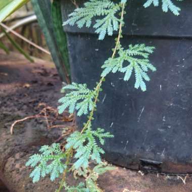 Selaginella Uncinata