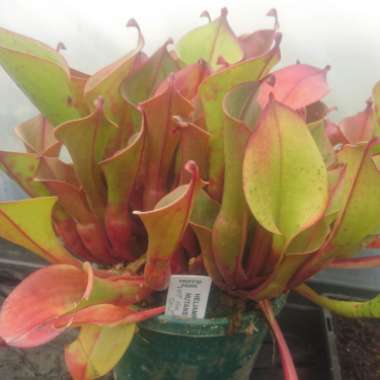 Heliamphora Nutans