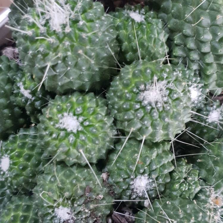 Plant image Mammillaria Pico Compacta