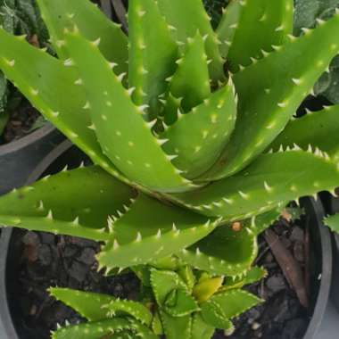 Mitre Aloe