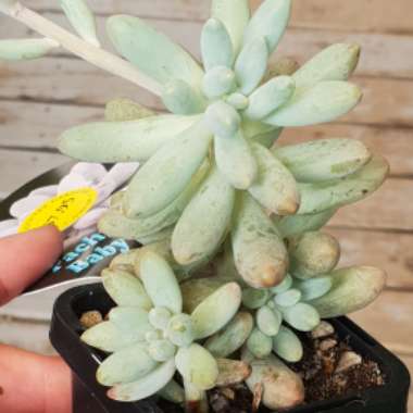 Pachyphytum 'Baby Fingers'