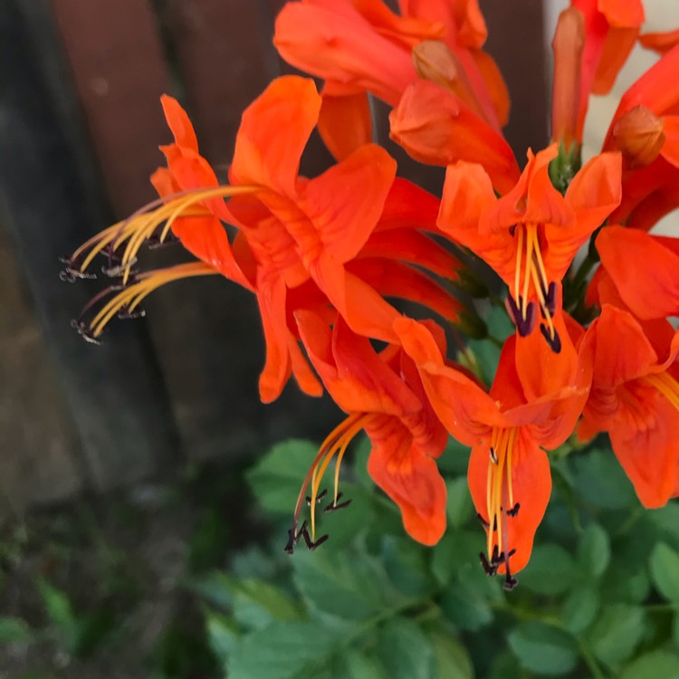 Plant image Tecoma Capensis