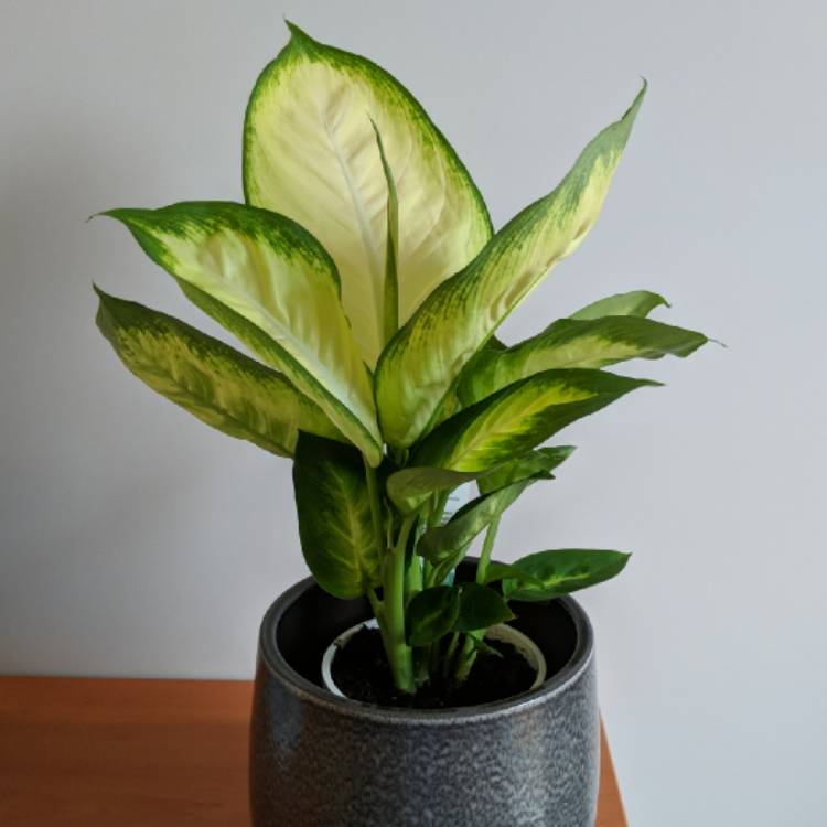 Plant image Dieffenbachia hybrida 'Tropic Marianne'