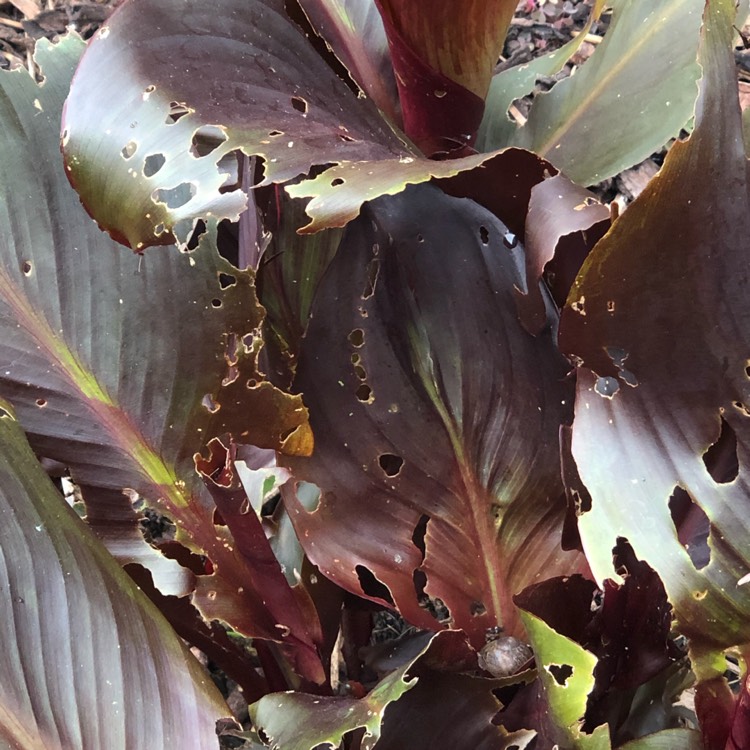 Plant image Canna 'Wyoming'