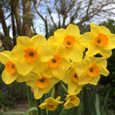 Daffodil 'Golden Dawn' (Tazetta)