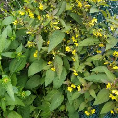 Loosestrife 'Firecracker'