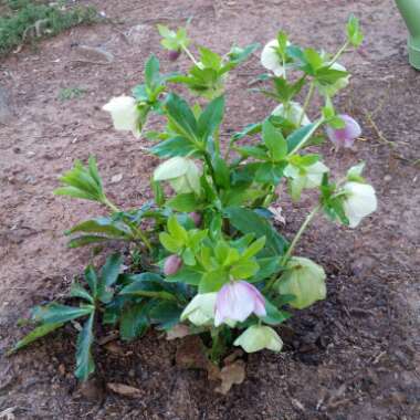 Hellebore (Species) Lenten Rose