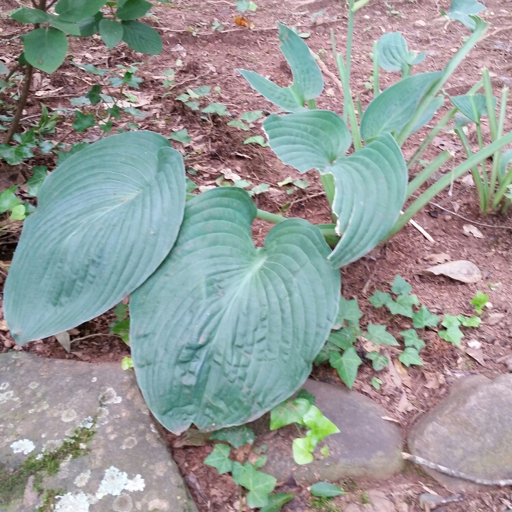 Plant image Hosta 'Fragrant Blue'