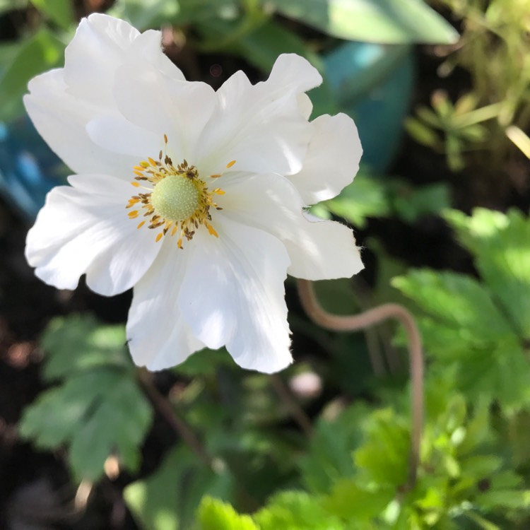 Plant image Anemone sylvestris