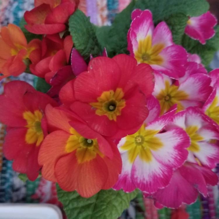 Plant image Primula bonneli 'Flaming Winter'