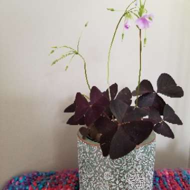 Oxalis 'Black Velvet'