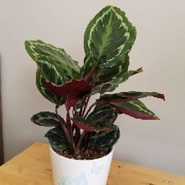 Rose Painted Calathea