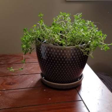 Thyme