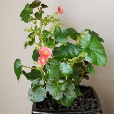 Begonia 'Valentino Pink'