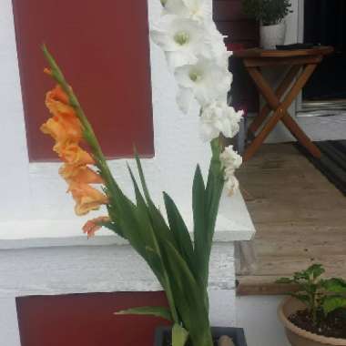 Gladioli