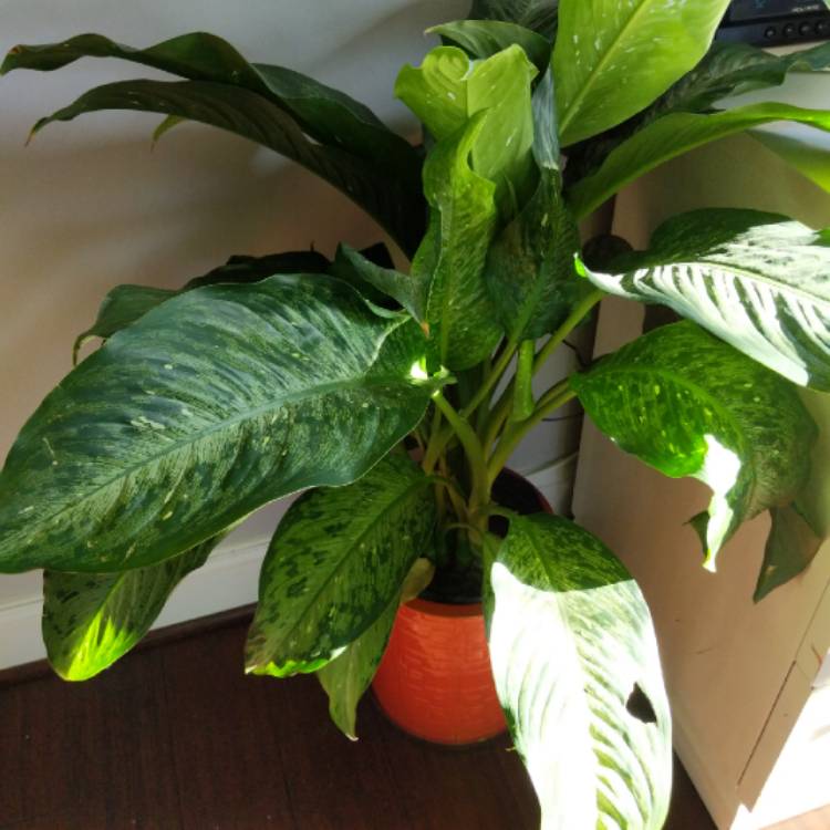 Plant image Dieffenbachia Seguine