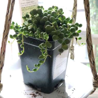 String of Pearls