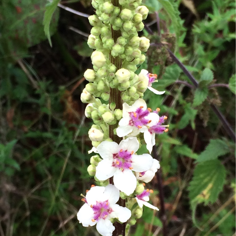 Plant image Verbascum chaixii 'Album'