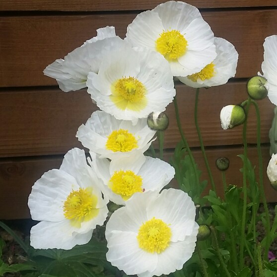 Plant image Papaver nudicaule 'Gartenzwerg Group' syn. Papaver nudicaule 'Garden Gnome Group'