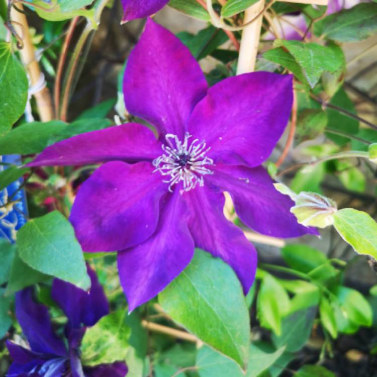 Plant image Clematis 'Amethyst Beauty'™ evipo043