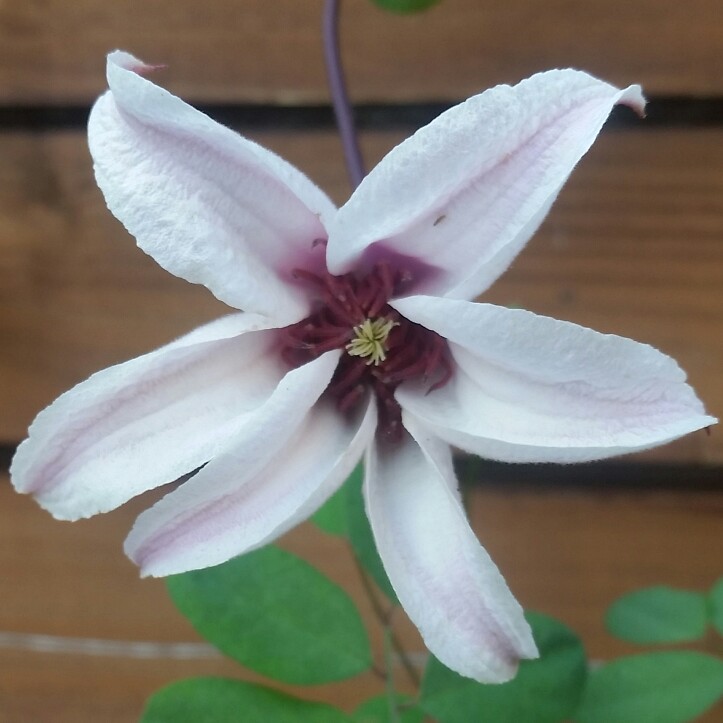 Plant image Clematis texensis 'Princess Kate'