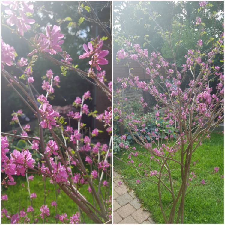 Plant image Indigofera himalayensis 'Silk Road'