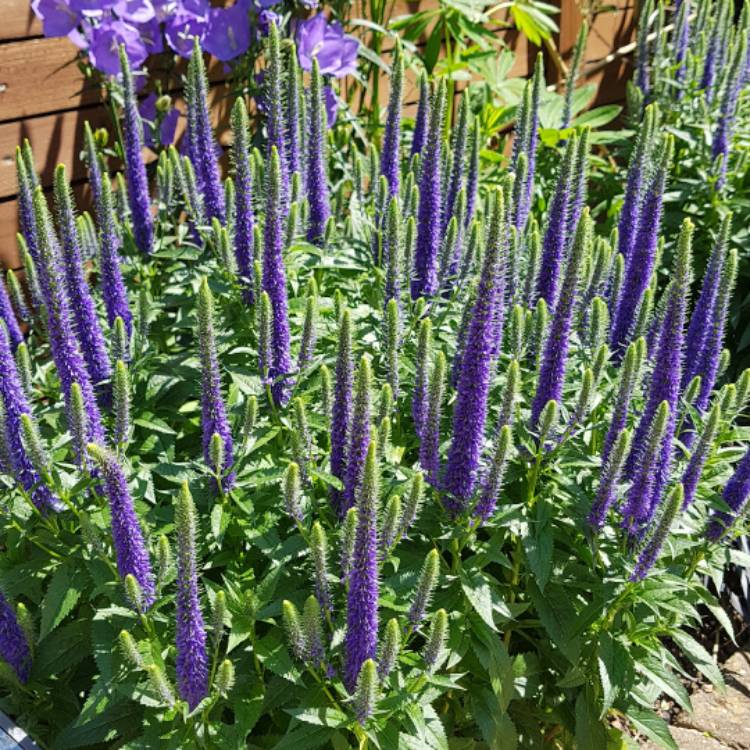 Plant image Veronica spicata 'Ulster Blue Dwarf'