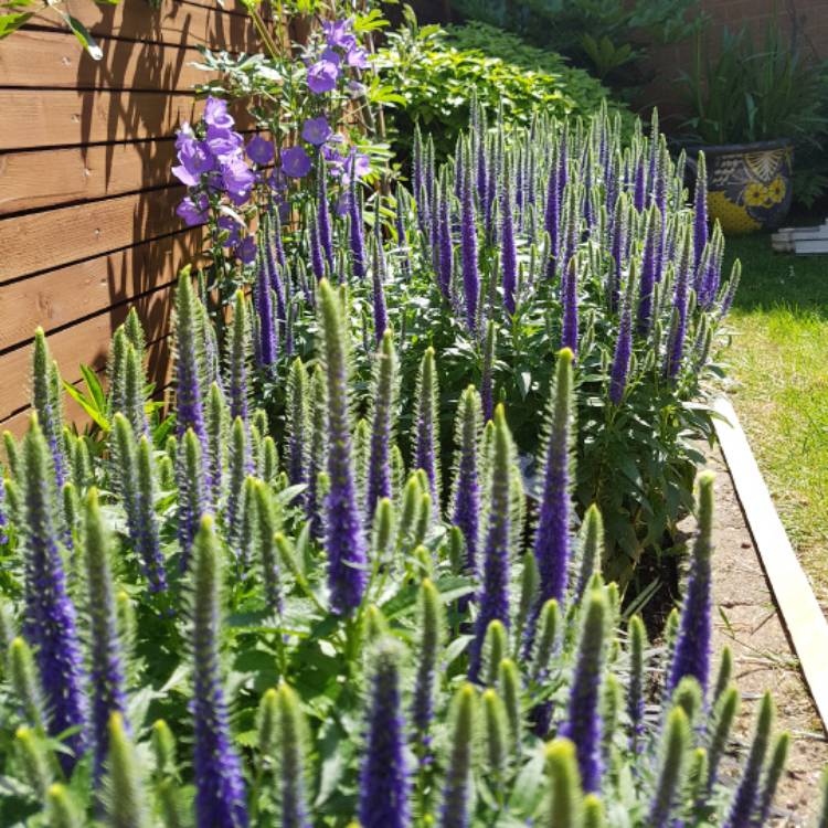 Plant image Veronica spicata 'Ulster Blue Dwarf'