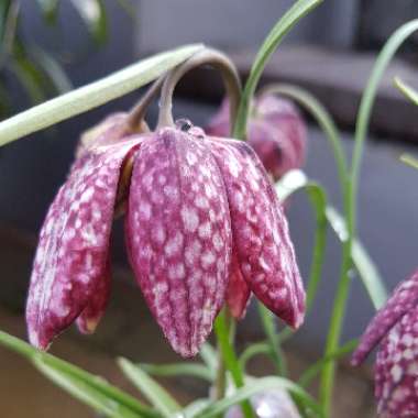 Fritillaria meleagris