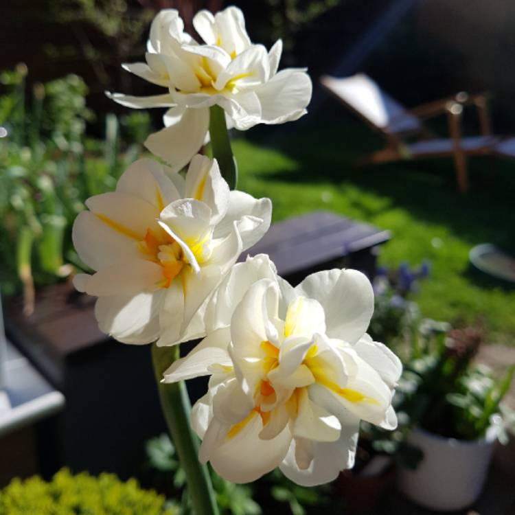 Plant image Narcissus 'Sir Winston Churchill'