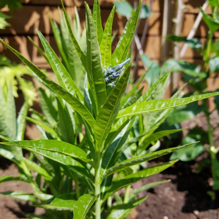 Plant image Amsonia 'Blue Ice'