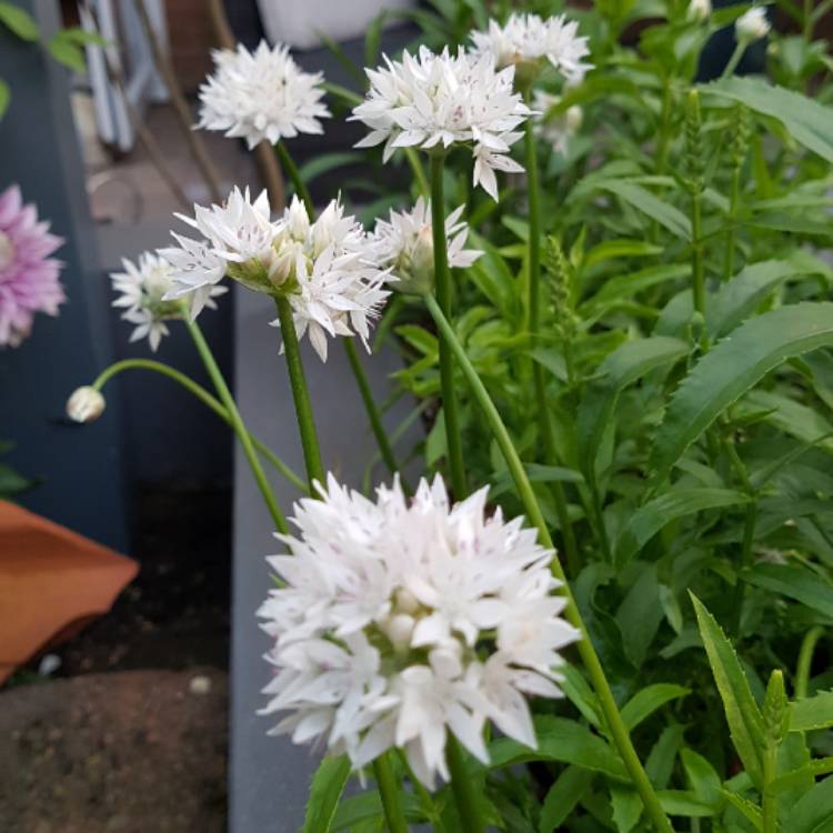 Plant image Allium amplectens 'Graceful Beauty'