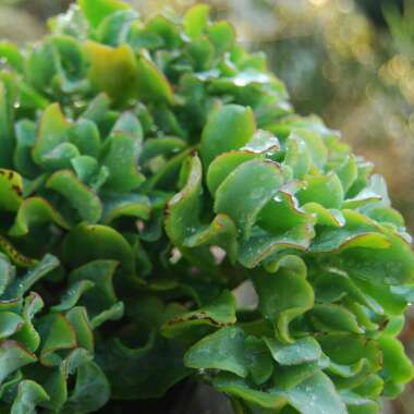 Crassula arborescens subsp. 'Undulatifolia'