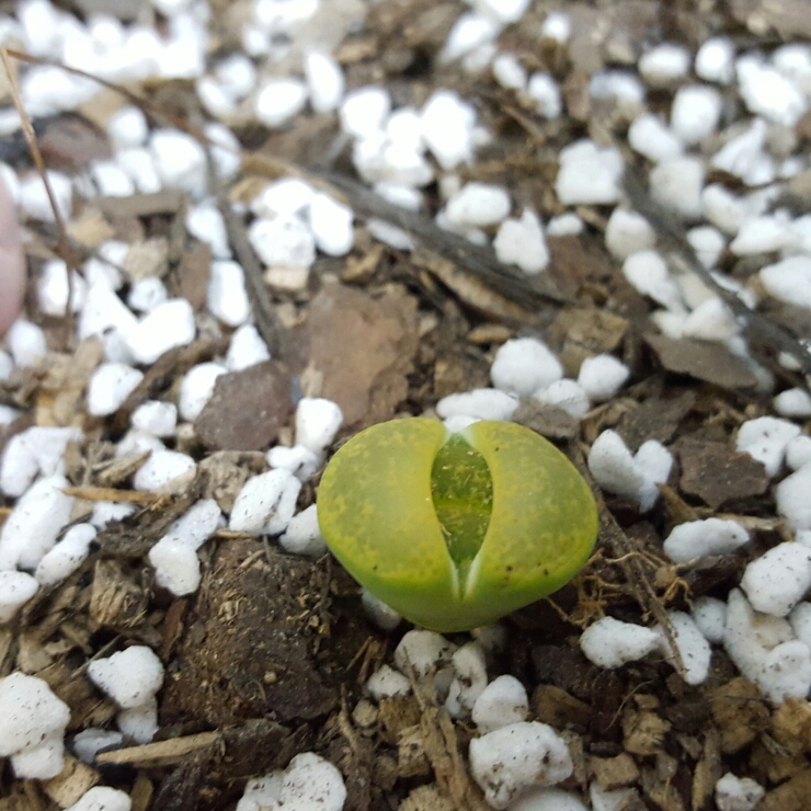 Plant image Lithops Lesliei Albinica