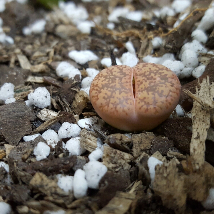 Plant image Lithops Lesliei var. Hornii