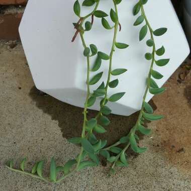 Senecio radicans