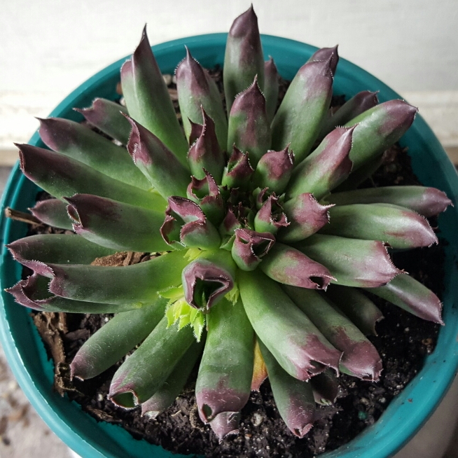 Plant image Sempervivum Tectorum Oddity