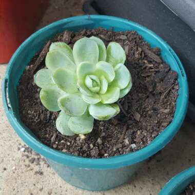 Echeveria Elegans