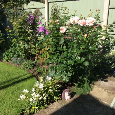 Carole's garden